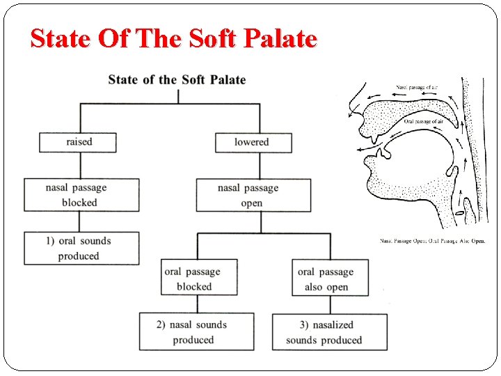 State Of The Soft Palate  State Of The Soft Palate