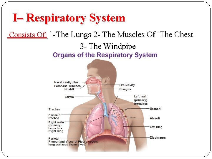 I– Respiratory System Consists Of: 1 -The Lungs 2 - The Muscles Of The I– Respiratory System Consists Of: 1 -The Lungs 2 - The Muscles Of The