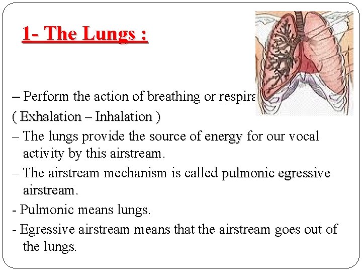 1 - The Lungs : – Perform the action of breathing or respiration ( 1 - The Lungs : – Perform the action of breathing or respiration (