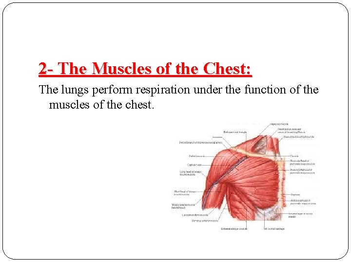 2 - The Muscles of the Chest: The lungs perform respiration under the function 2 - The Muscles of the Chest: The lungs perform respiration under the function
