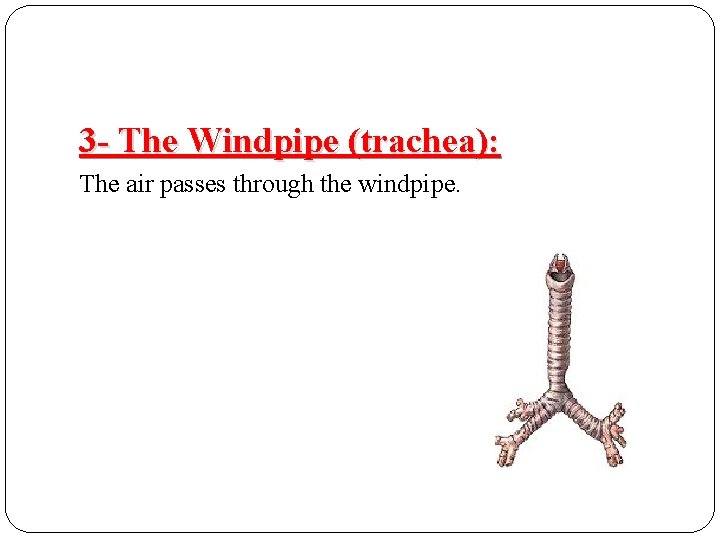 3 - The Windpipe (trachea): The air passes through the windpipe.  3 - The Windpipe (trachea): The air passes through the windpipe.
