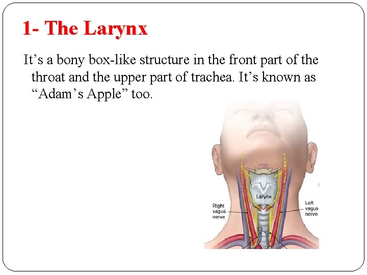 1 - The Larynx It’s a bony box-like structure in the front part of 1 - The Larynx It’s a bony box-like structure in the front part of