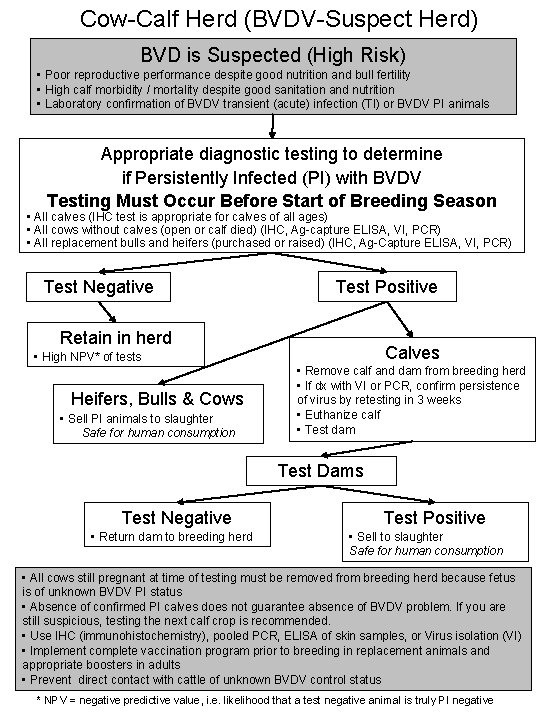 Cow-Calf Herd (BVDV-Suspect Herd) BVD is Suspected (High Risk) • Poor reproductive performance despite