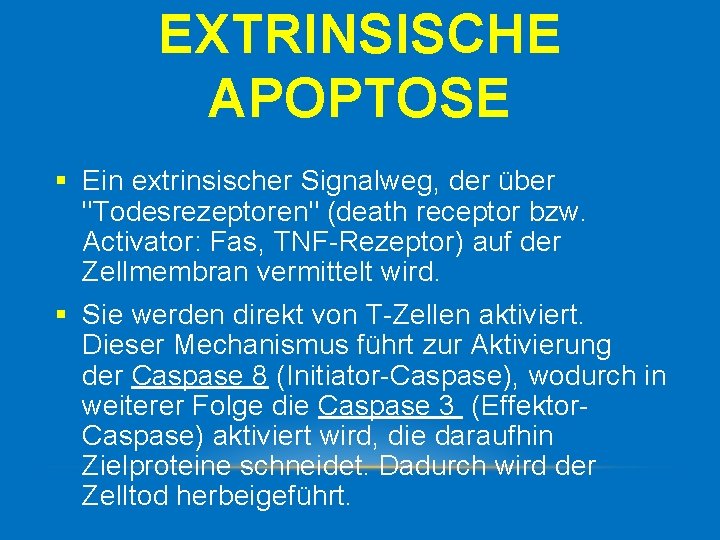 EXTRINSISCHE APOPTOSE § Ein extrinsischer Signalweg, der über "Todesrezeptoren" (death receptor bzw. Activator: Fas,
