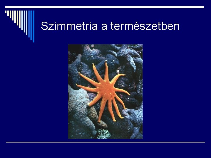 Szimmetria a természetben 