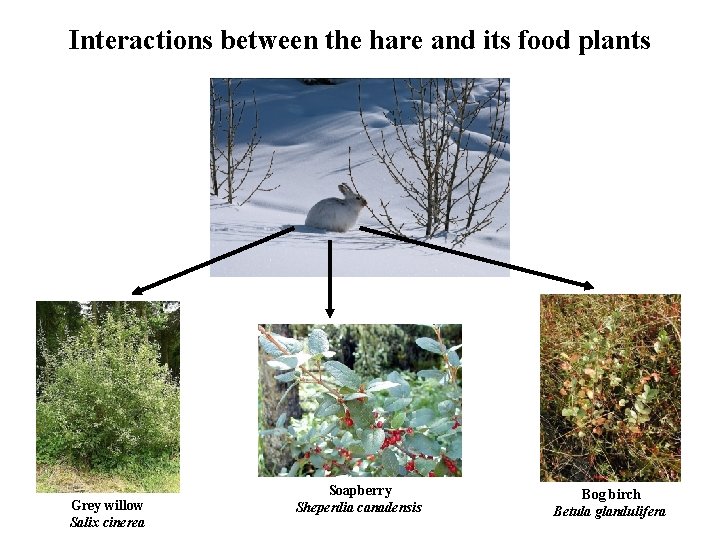 Interactions between the hare and its food plants Grey willow Salix cinerea Soapberry Sheperdia
