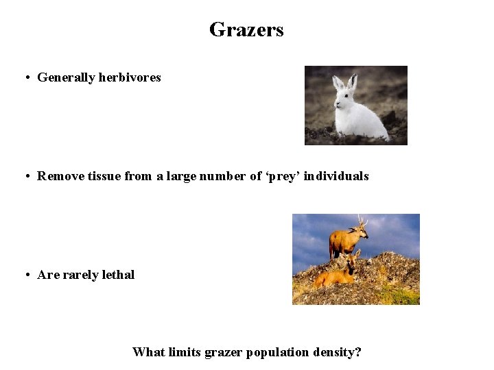 Grazers • Generally herbivores • Remove tissue from a large number of ‘prey’ individuals
