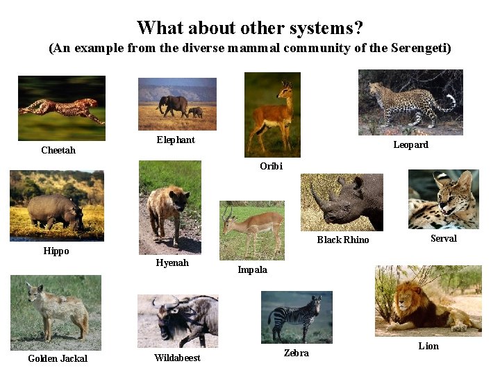 What about other systems? (An example from the diverse mammal community of the Serengeti)