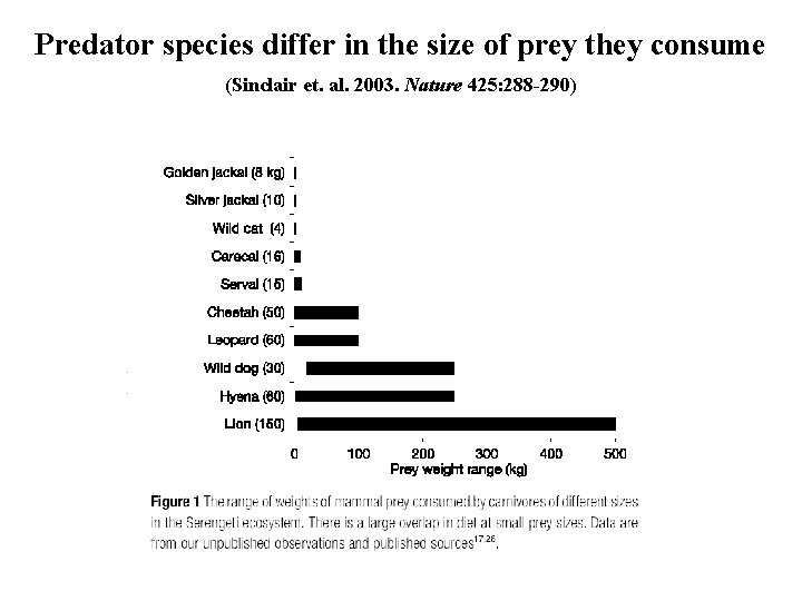Predator species differ in the size of prey they consume (Sinclair et. al. 2003.