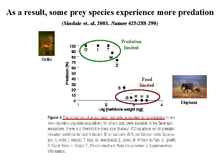 As a result, some prey species experience more predation (Sinclair et. al. 2003. Nature