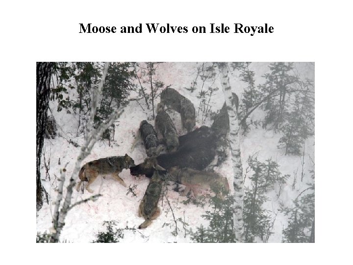 Moose and Wolves on Isle Royale 