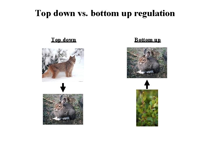 Top down vs. bottom up regulation Top down Bottom up 