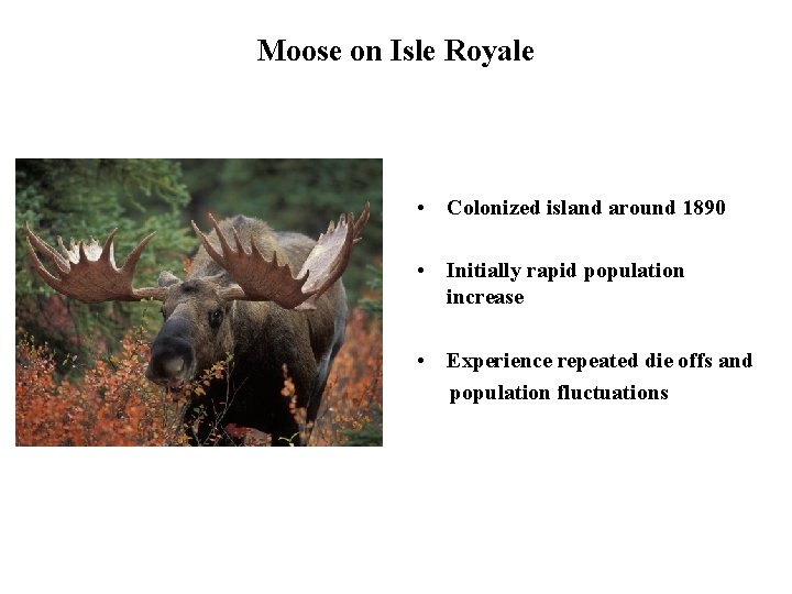 Moose on Isle Royale • Colonized island around 1890 • Initially rapid population increase