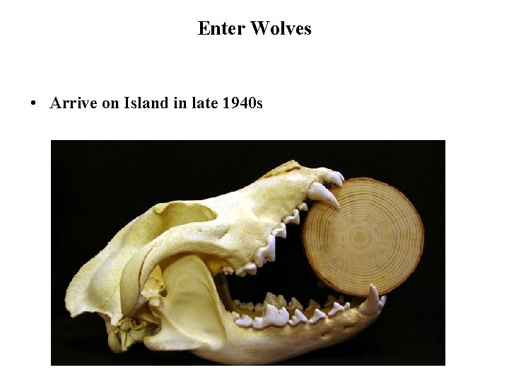 Enter Wolves • Arrive on Island in late 1940 s 