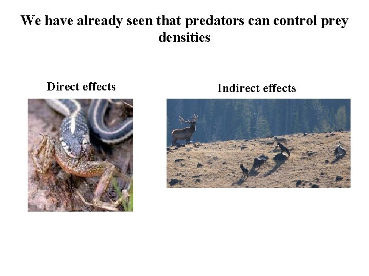 We have already seen that predators can control prey densities Direct effects Indirect effects