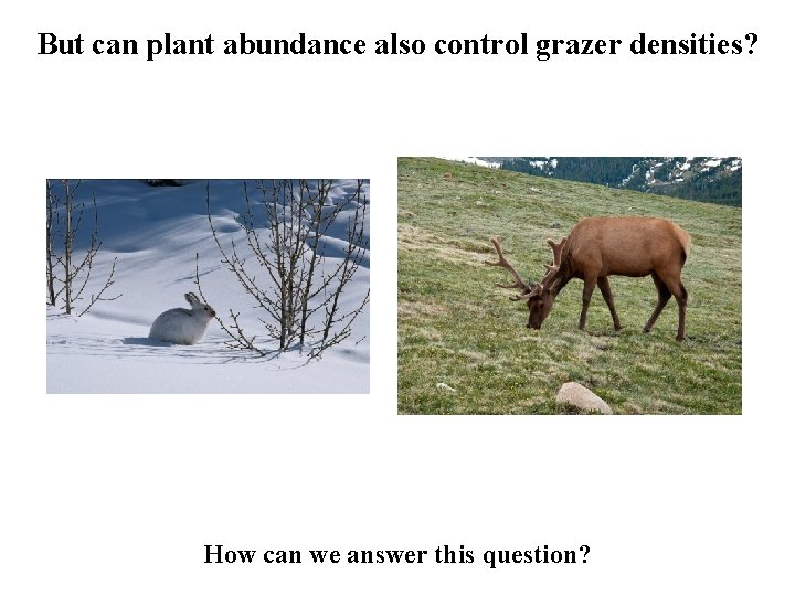 But can plant abundance also control grazer densities? How can we answer this question?