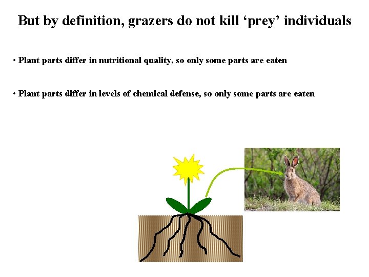 But by definition, grazers do not kill ‘prey’ individuals • Plant parts differ in