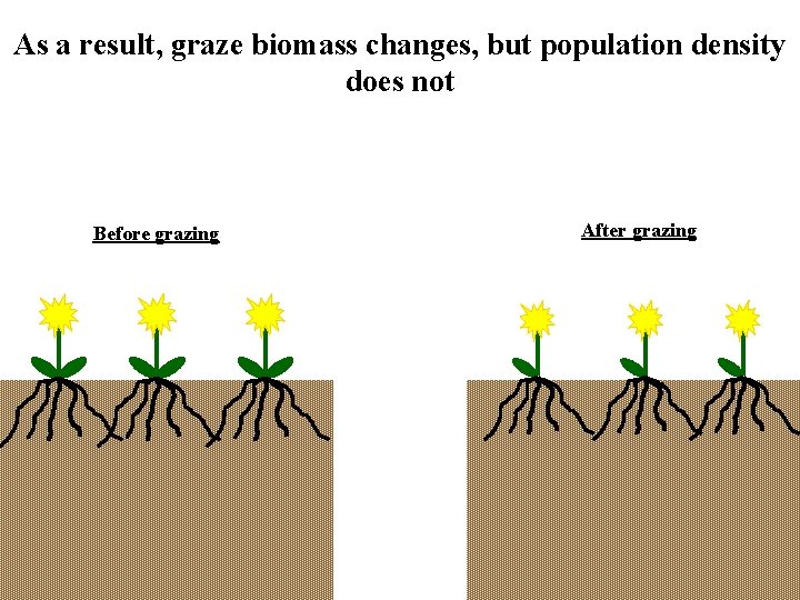 As a result, graze biomass changes, but population density does not Before grazing After