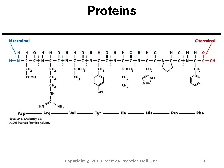 Proteins Copyright © 2008 Pearson Prentice Hall, Inc. 19 