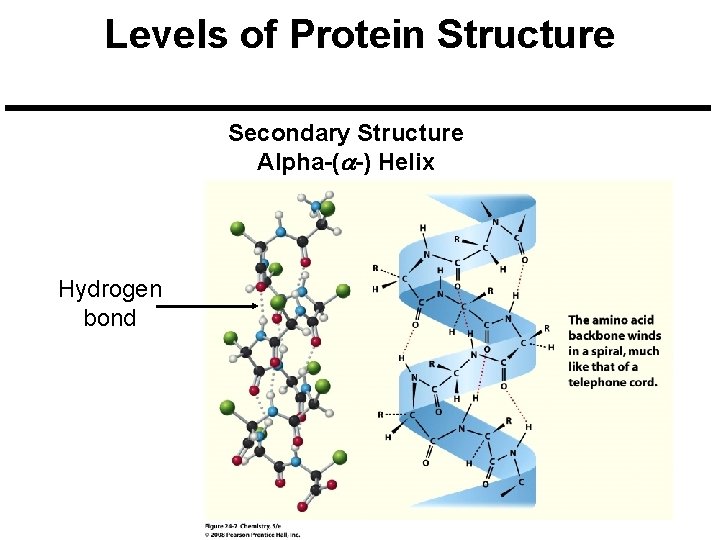 Levels of Protein Structure Secondary Structure Alpha-(a-) Helix Hydrogen bond 
