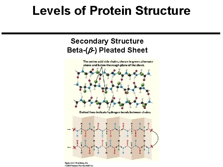 Levels of Protein Structure Secondary Structure Beta-(b-) Pleated Sheet 