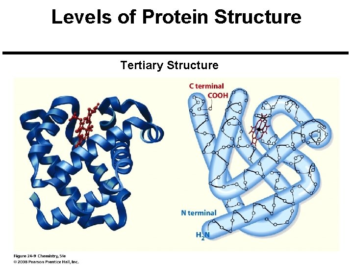 Levels of Protein Structure Tertiary Structure 