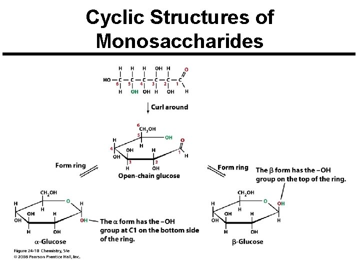 Cyclic Structures of Monosaccharides 