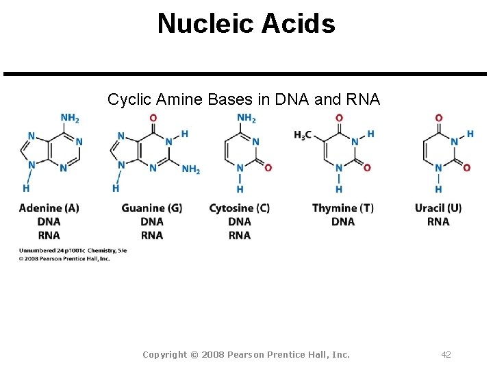 Nucleic Acids Cyclic Amine Bases in DNA and RNA Copyright © 2008 Pearson Prentice