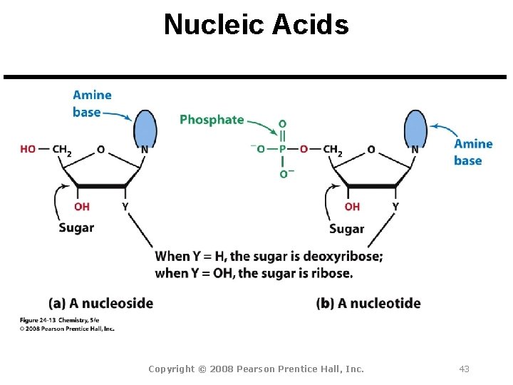 Nucleic Acids Copyright © 2008 Pearson Prentice Hall, Inc. 43 