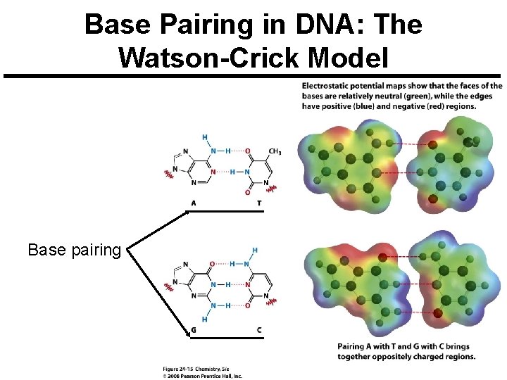 Base Pairing in DNA: The Watson-Crick Model Base pairing 