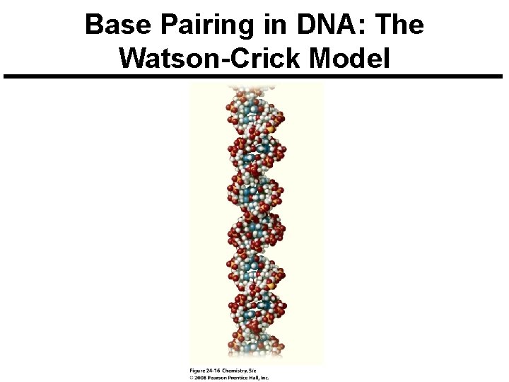 Base Pairing in DNA: The Watson-Crick Model 