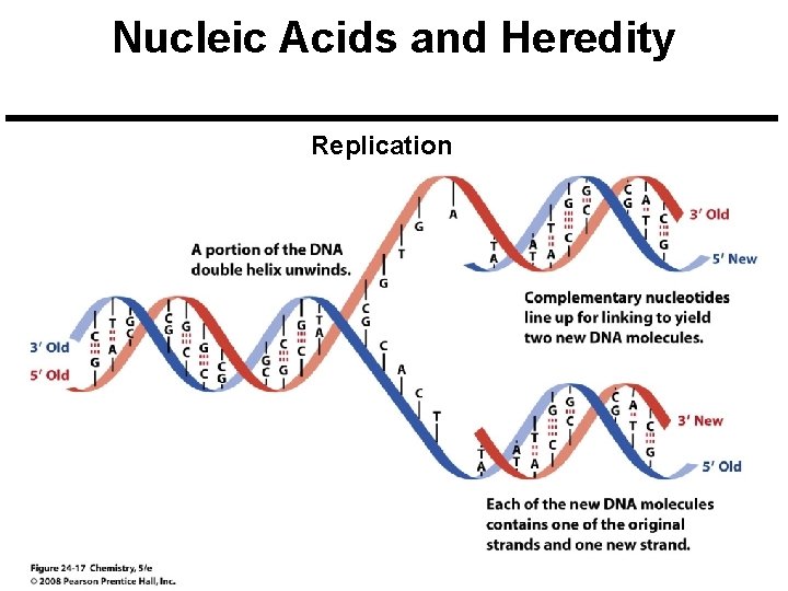 Nucleic Acids and Heredity Replication 