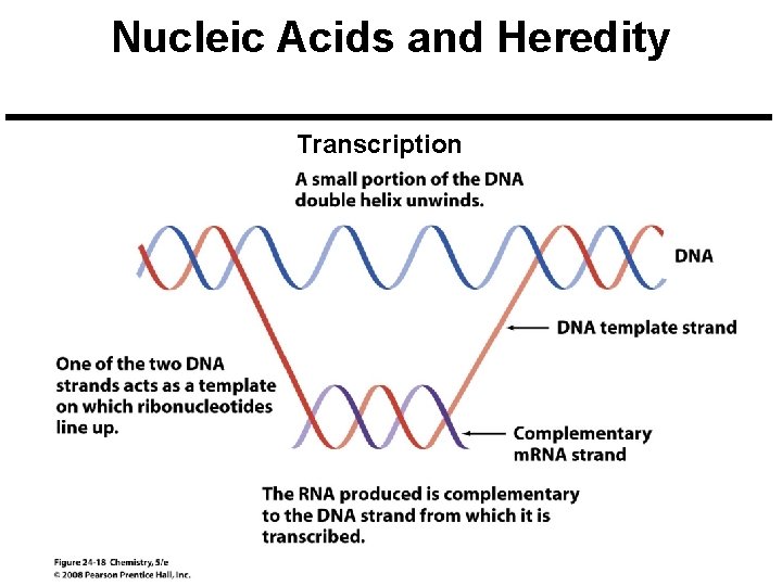 Nucleic Acids and Heredity Transcription 