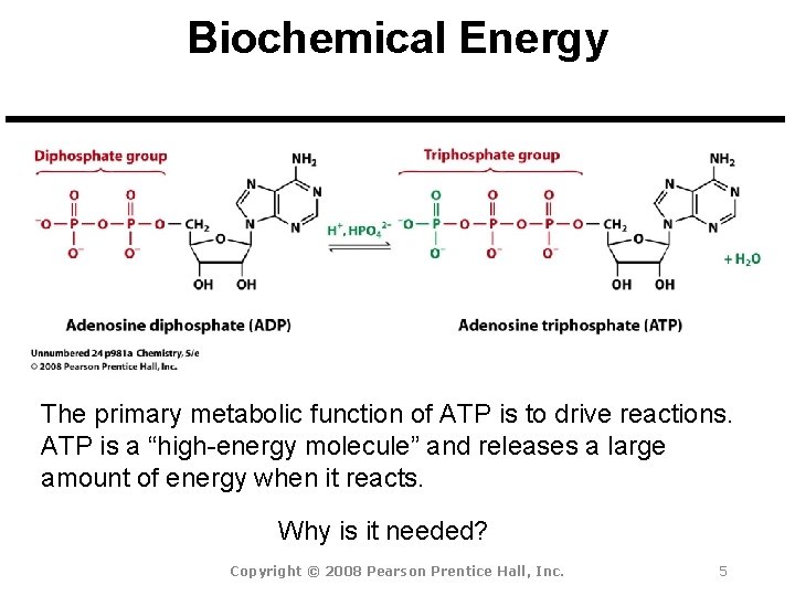 Biochemical Energy The primary metabolic function of ATP is to drive reactions. ATP is