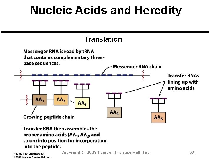 Nucleic Acids and Heredity Translation Copyright © 2008 Pearson Prentice Hall, Inc. 50 