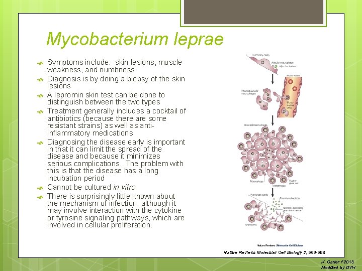 Mycobacterium leprae Symptoms include: skin lesions, muscle weakness, and numbness Diagnosis is by doing