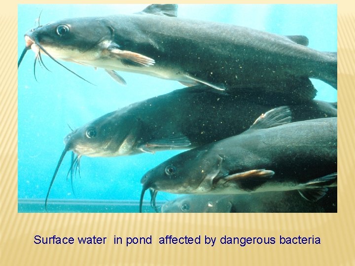 Surface water in pond affected by dangerous bacteria 
