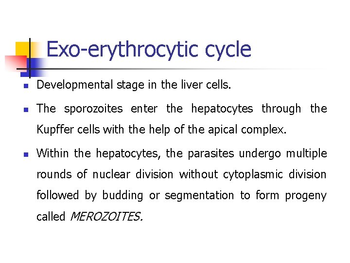 Exo-erythrocytic cycle n Developmental stage in the liver cells. n The sporozoites enter the