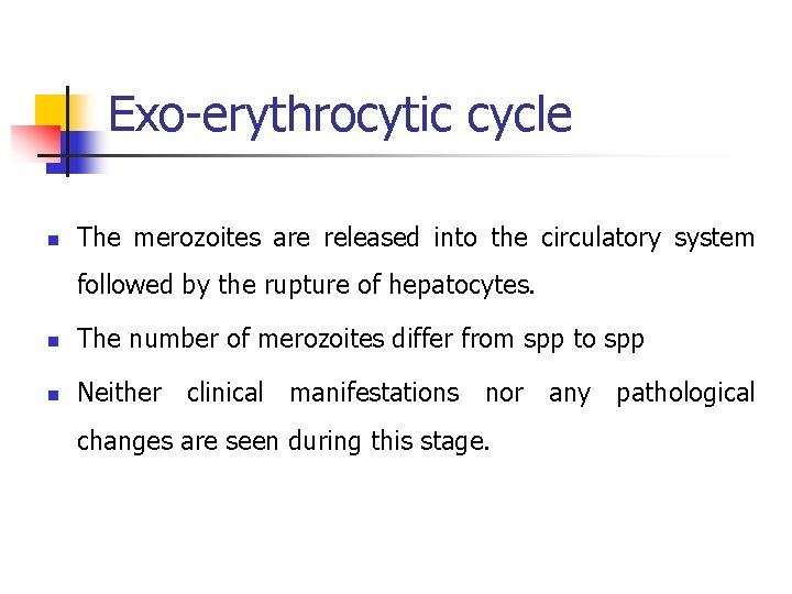Exo-erythrocytic cycle n The merozoites are released into the circulatory system followed by the