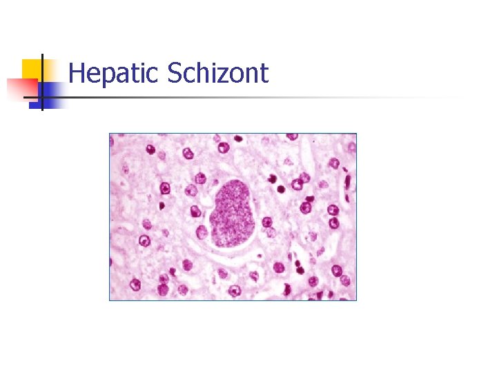 Hepatic Schizont 