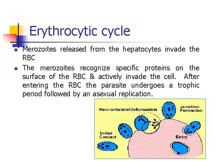 Erythrocytic cycle n n Merozoites released from the hepatocytes invade the RBC The merozoites