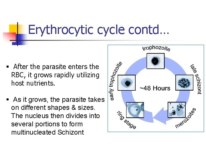 Erythrocytic cycle contd… § After the parasite enters the RBC, it grows rapidly utilizing