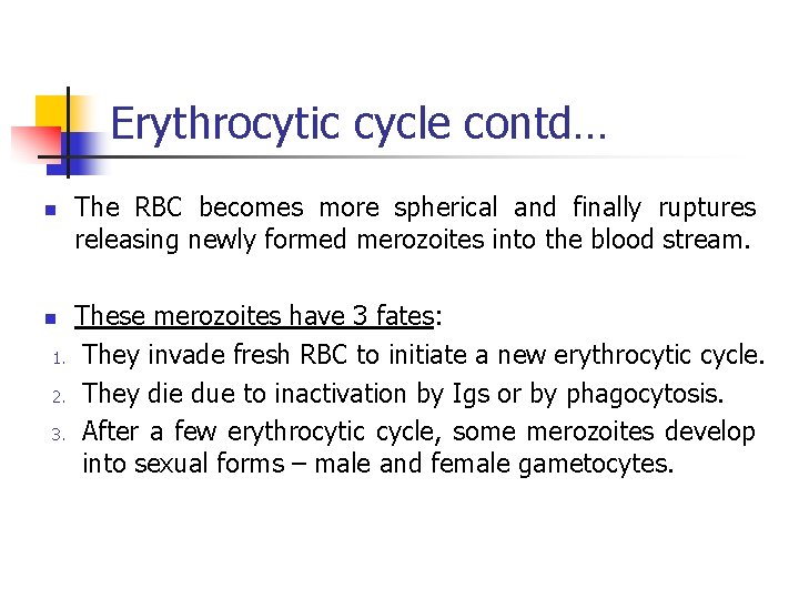 Erythrocytic cycle contd… n n 1. 2. 3. The RBC becomes more spherical and