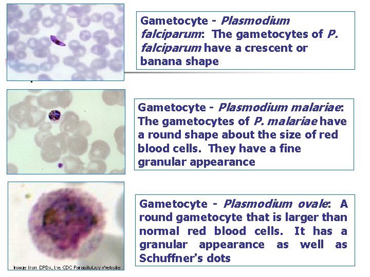 Gametocyte - Plasmodium falciparum: The gametocytes of P. falciparum have a crescent or banana