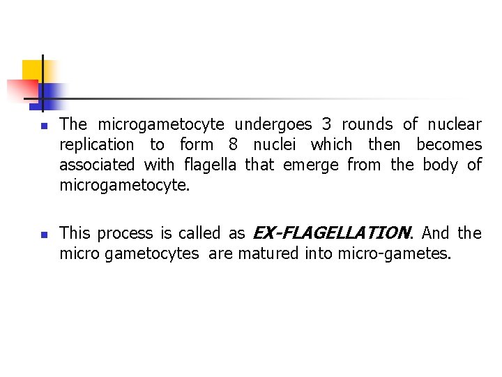 n n The microgametocyte undergoes 3 rounds of nuclear replication to form 8 nuclei