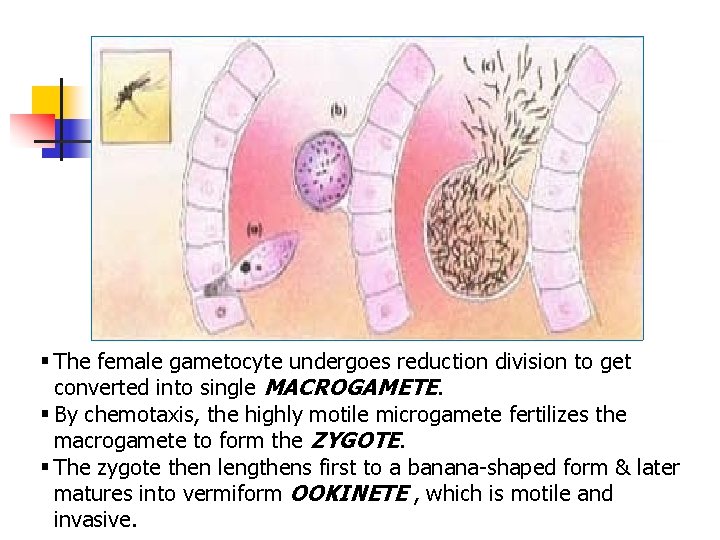 § The female gametocyte undergoes reduction division to get converted into single MACROGAMETE. §