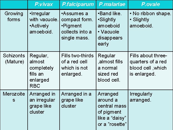 P. vivax P. ovale • Assumes a compact form. • Pigment collects into a