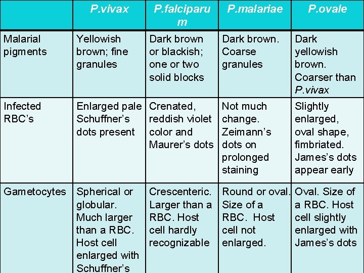 P. vivax P. falciparu m Dark brown or blackish; one or two solid blocks