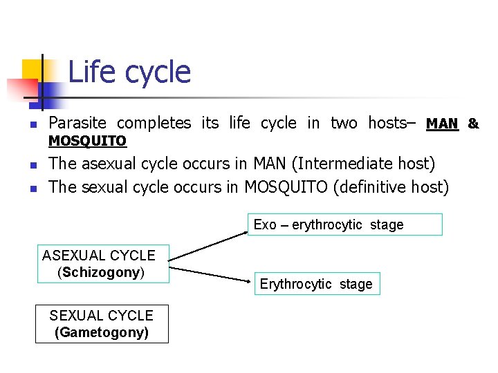 Life cycle n Parasite completes its life cycle in two hosts– MAN & MOSQUITO
