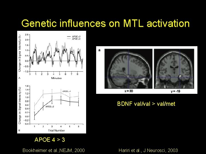 Genetic influences on MTL activation BDNF val/val > val/met APOE 4 > 3 Bookheimer